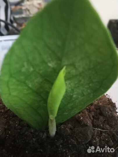 Замиокулькас