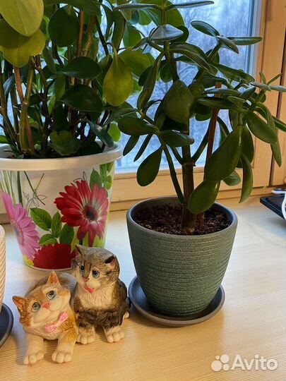 Толстянка (Денежное дерево)