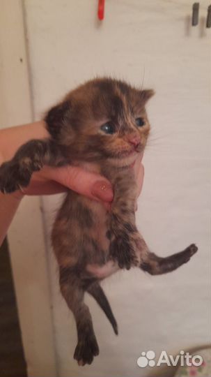 Кошки в добрые руки