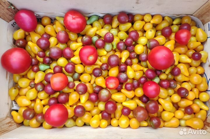 Помидоры домашние