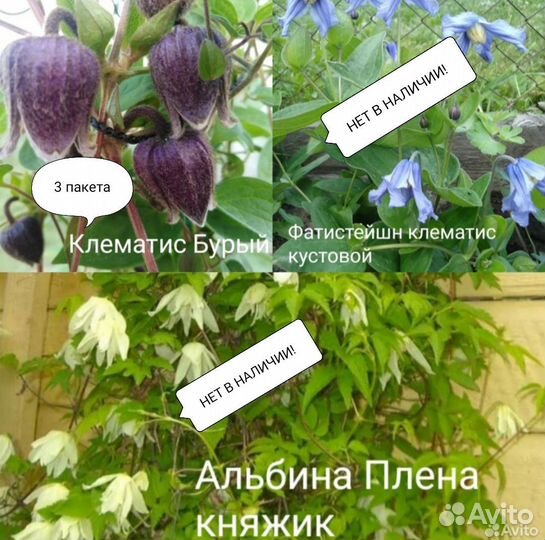 Клематисы(семена)