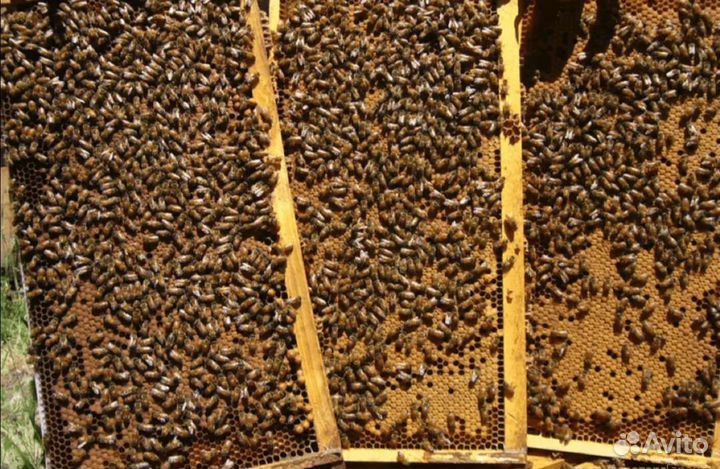 Продам пчелосемьи