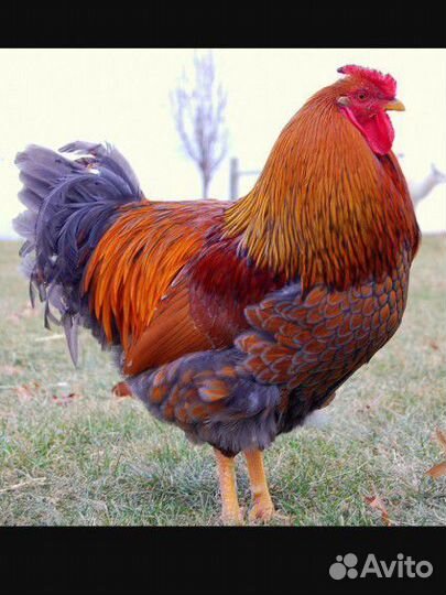 Петух виандот