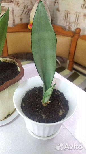 Сансевиерия муншайн