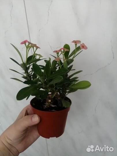 Молочай миля