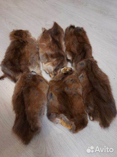Шкурка животного ондатры