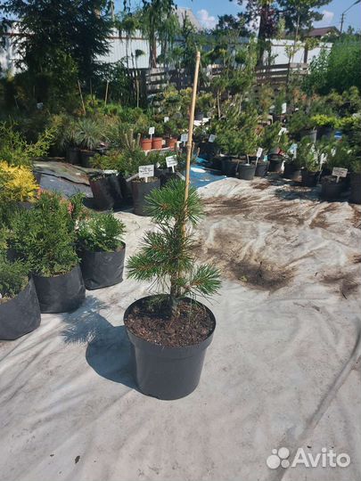 Сосна Chief Joseph