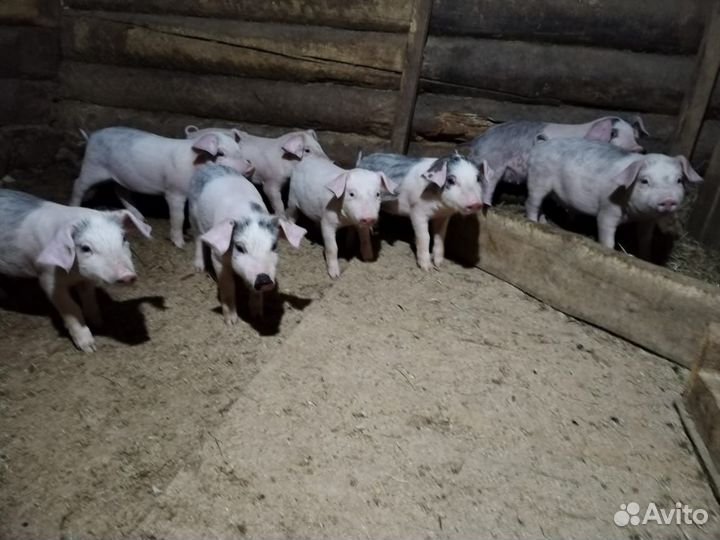 Поросята ландрас дюрок