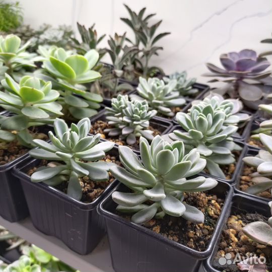 Суккуленты и кактусы