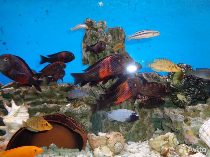 Трофеусы Ндоле ред, Ред Бишоп, компрессицеппс голд