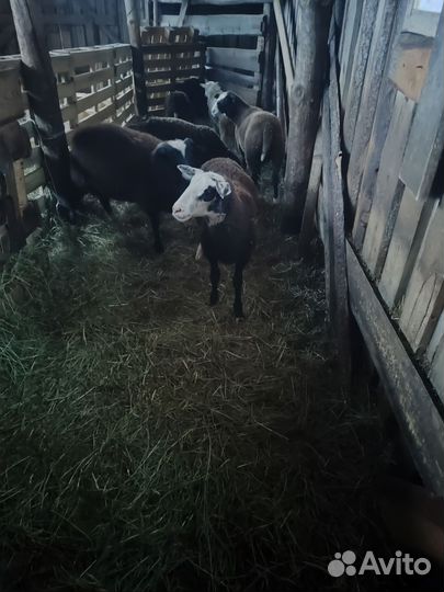 Бараны ягнята