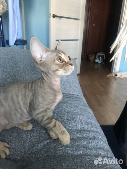 Девон-рекс кошка