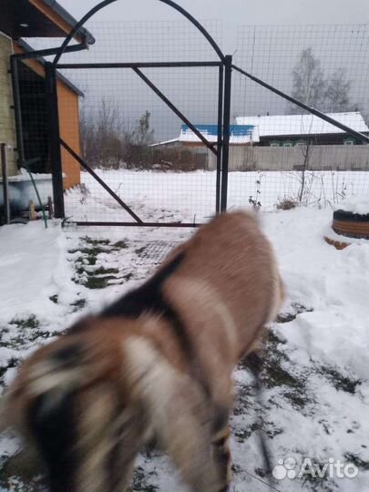 Нубийский козел вязка