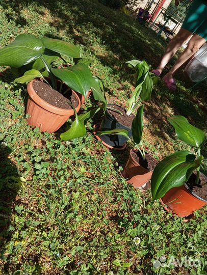 Эухарис амазонская лилия