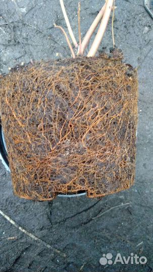 Голубика 12 сортов Дюк,ханна,патриот,спартан