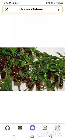 Перец острый