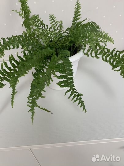 Папортник комнатный