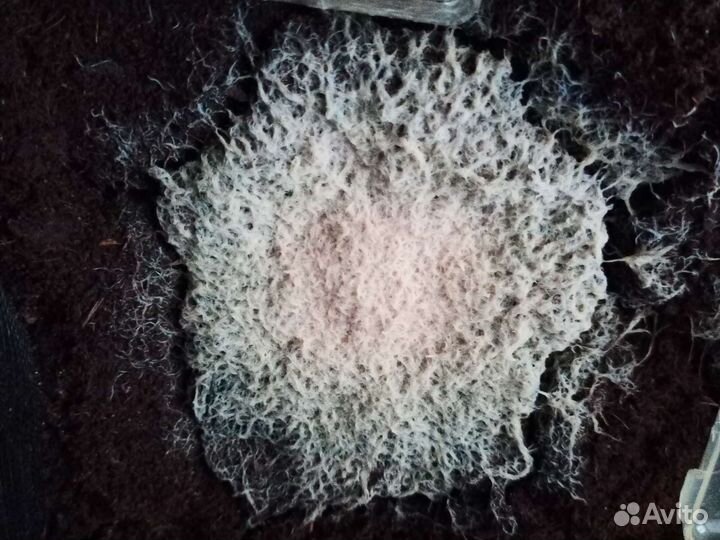 Гриндальский червь(культура)в лотке с субстратом