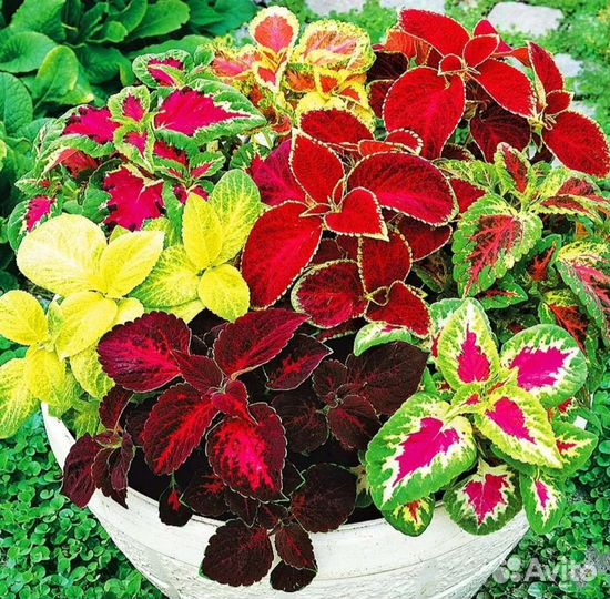 Колеусы сортовые (ассорти)