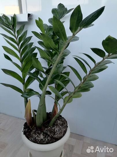 Замиокулькас