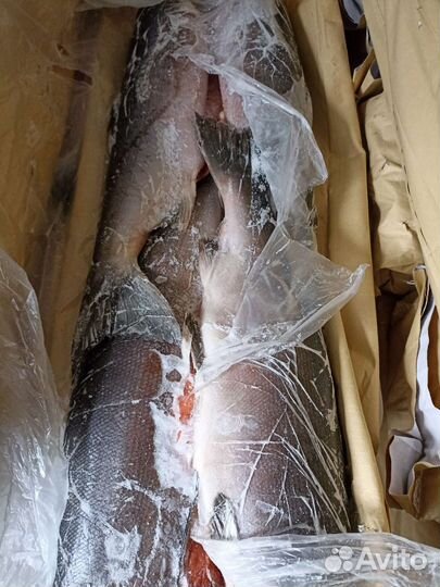 Рыба кижуч свежемороженый
