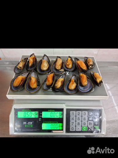 Мидия дальневосточная