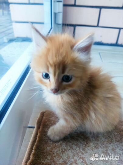 Котята турецкой ангоры