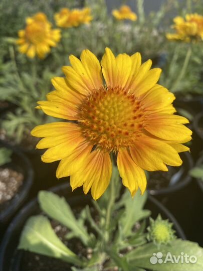 Гайлардия: Меса Ред. Меса Пич, Меса Брайт Колор