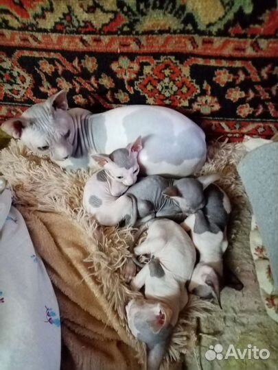 Канадский сфинкс котенок