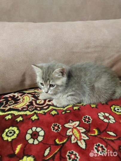 Котенок