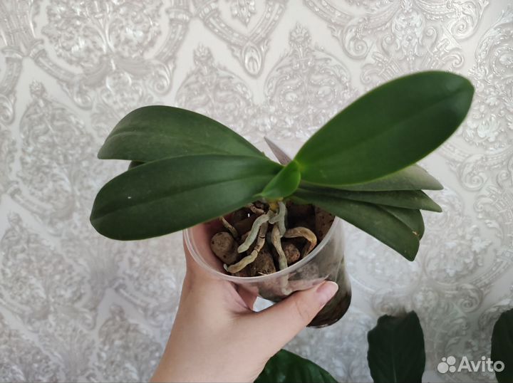 Орхидея фаленопсис