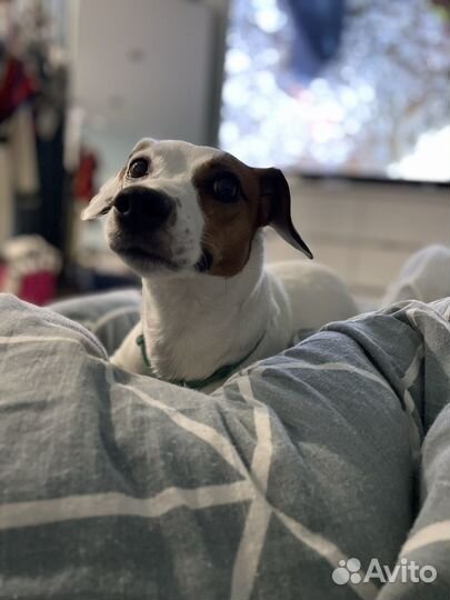 Кинолог, воспитание собак, помощь, зоопсихолог