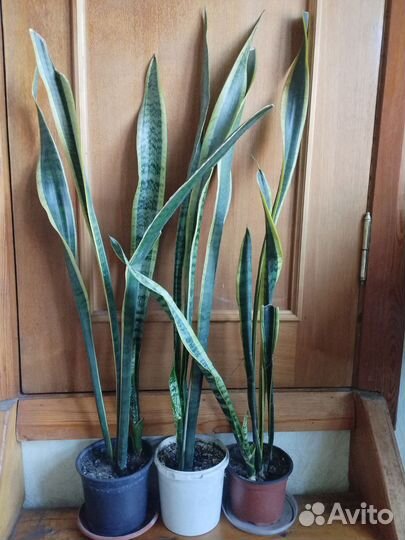 Сансевиерия