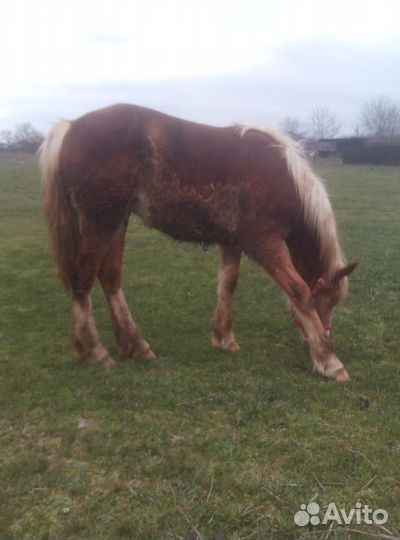 Лошадь кобыла тяжеловоз