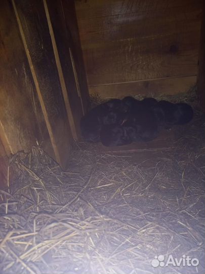 Бронь щенков Овчарки