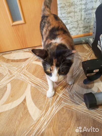 Кот и кошка в добрые руки