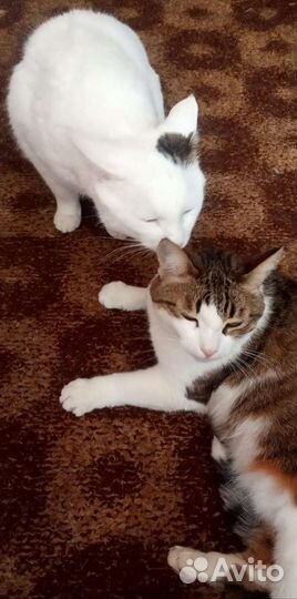 Кошка в дар