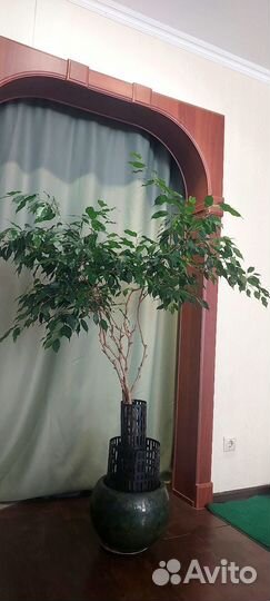 Фикус Бенджамина Драцена душистая