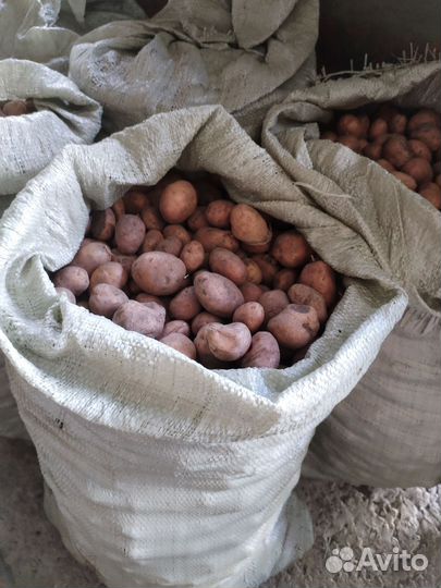 Продам мелкий картофель