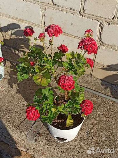 Цветущие цветы