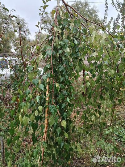 Берёза юнги