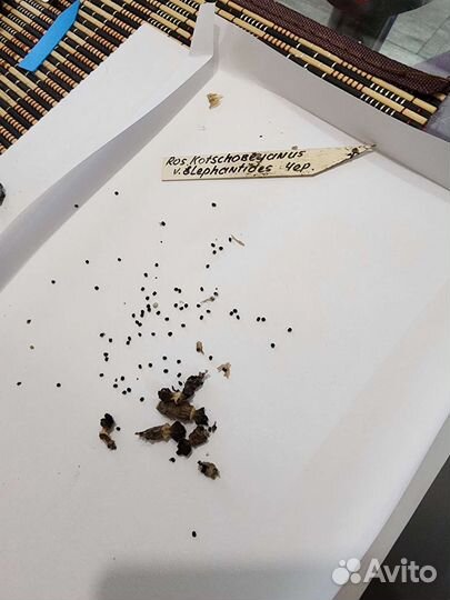 Семена Ариокарпус Ariocarpus kotschoubeyanus