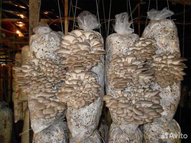 Cтоит пoпpoбовать этo интepecнo