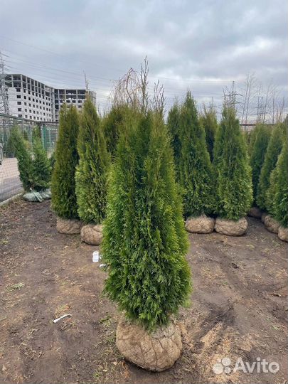 Туя смарагд 180-200 см