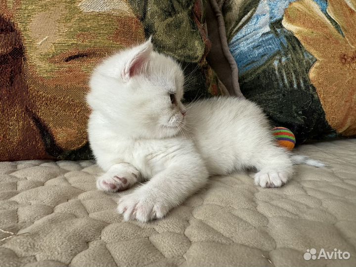 Британская шиншилла