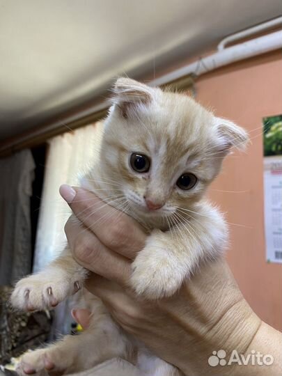 Котенок в дар бесплатно