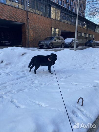 Выгульщик собак