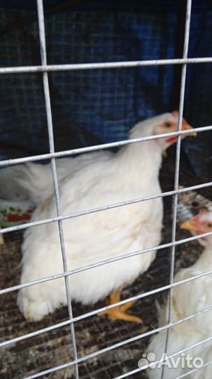 Куры бройлеры живым весом