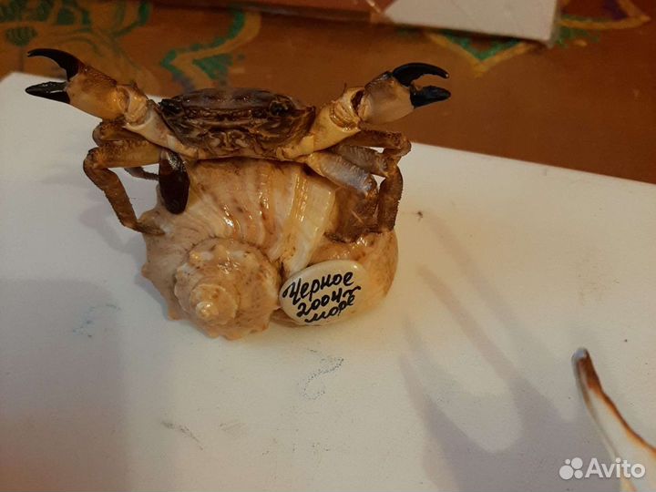 Морские раковины/ ракушки, Звезда