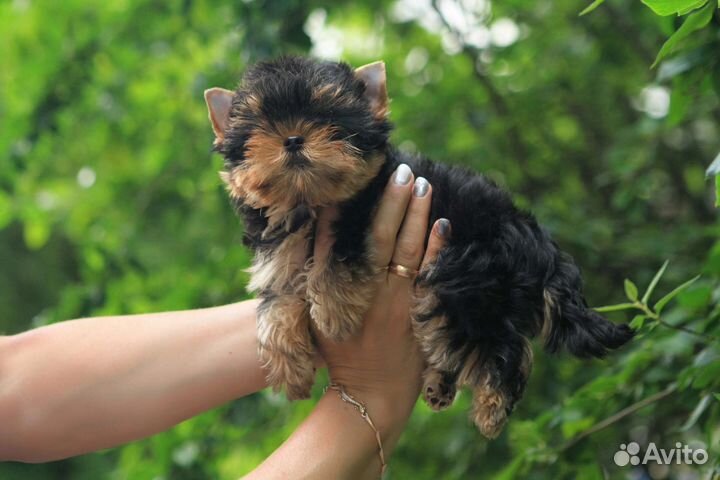 Красивый мальчик 2,5 месяца. РКФ